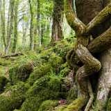 �2 stelle� - Gargano: Foresta Umbra 